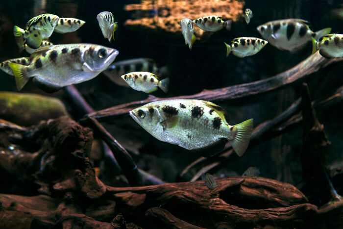 A school of spotted fish swimming around driftwood in a dark underwater scene, illustrating unpredictable moments.