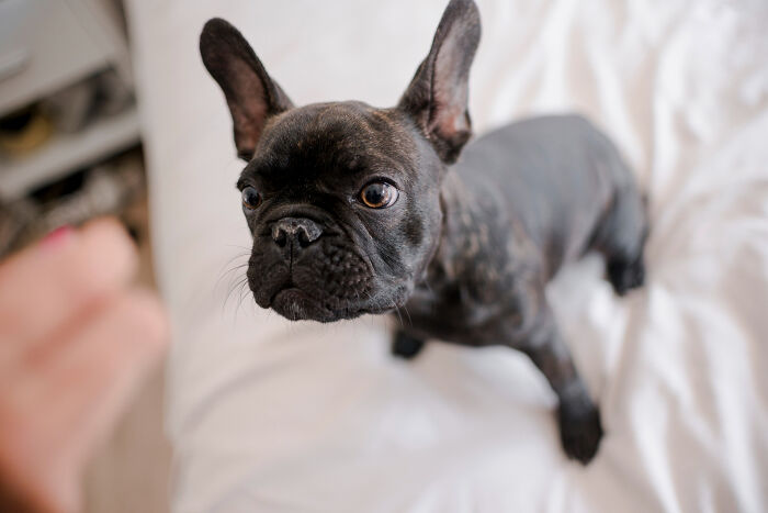 A curious brindle French bulldog on a white bed, capturing attention in a psychic session story setting.