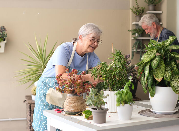 Elderly woman tending indoor plants, creating a calm setting reminiscent of a psychic session with unexpected stories.