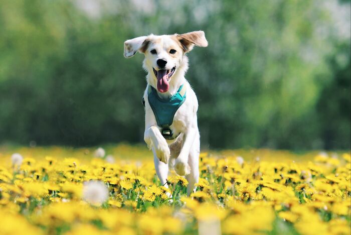Happy dog running through yellow flowers, illustrating moments shared with best friends and unforgettable experiences.