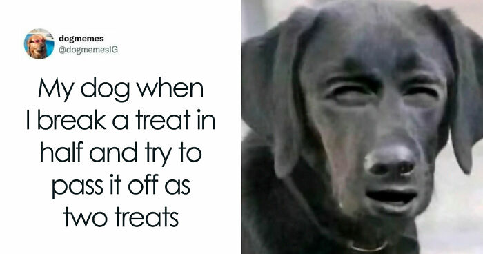 33 Funny Tweets For Those Who Don’t Use X But Want A Good Laugh