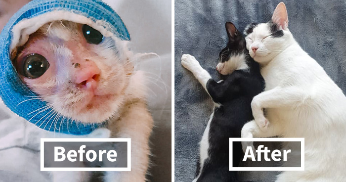 Two Severely Injured Kittens Found Love And a Forever Home Thanks To A Caring Vet