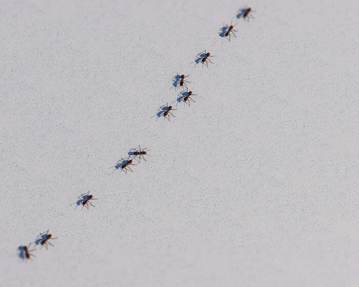 Close-up of ants walking in a line on a light surface, symbolizing unexpected challenges for gynecologists in appointments.