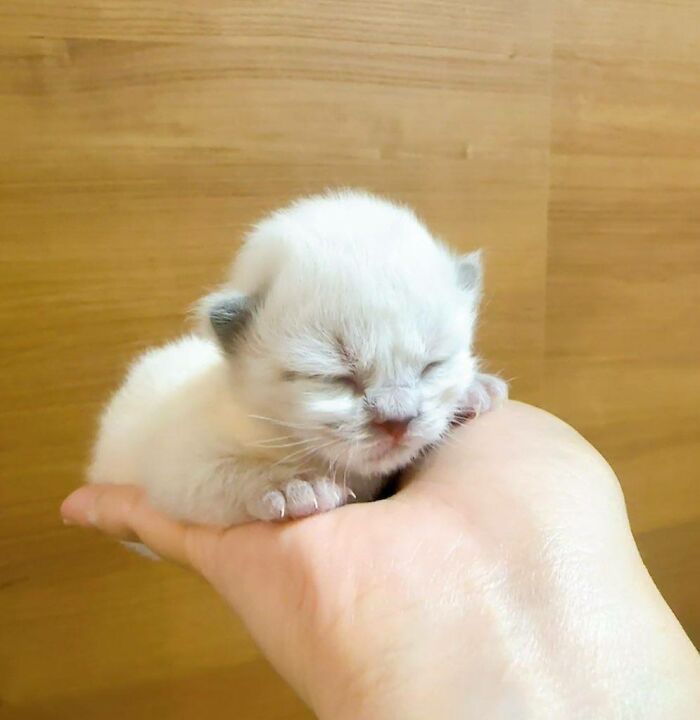 40 Adorable Cat Photos That Are Guaranteed To Melt Your Stress Away (New Pics)