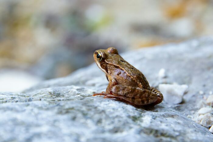 Close-up of a small brown frog sitting on a textured rock, representing unexpected moments in gynecologists’ careers.
