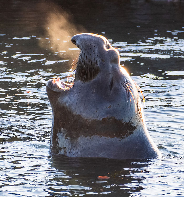 A seal with its mouth open, head partially submerged, exhaling visible breath, evoking scary experiences.