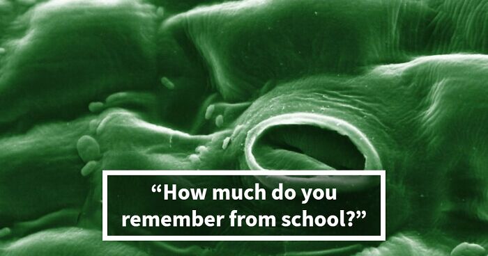 We Put Together A 28-Question School Trivia Quiz – Any Score Above 24 Is Seriously Impressive