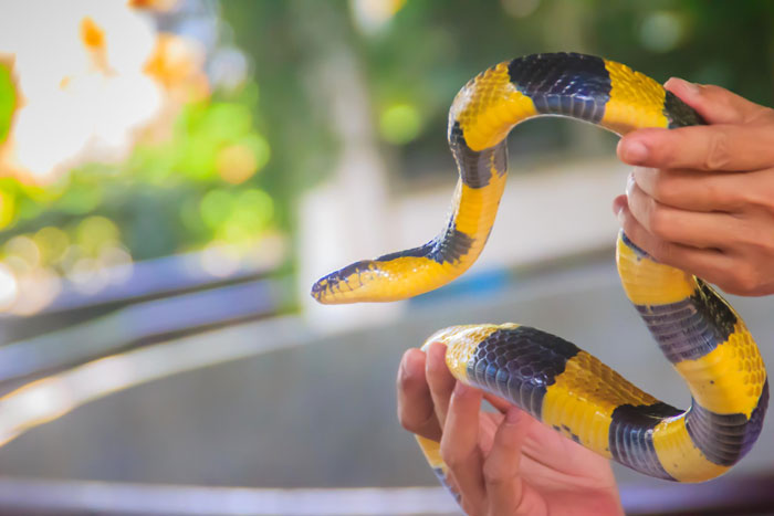 Person holding a yellow and black snake, illustrating fear and concerns related to school suspending daughter over snakes. Person holding a yellow and black snake, illustrating fear and concerns related to school suspending daughter over snakes.