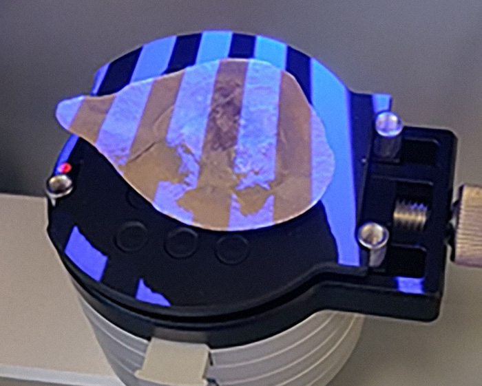 Scientists Baffled After World Guinness 'Oldest' Octopus Turns Out To Not Be An Octopus At All Scientists Baffled After World Guinness 'Oldest' Octopus Turns Out To Not Be An Octopus At All