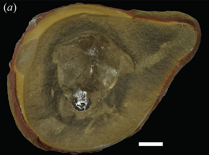 Scientists Baffled After World Guinness 'Oldest' Octopus Turns Out To Not Be An Octopus At All Scientists Baffled After World Guinness 'Oldest' Octopus Turns Out To Not Be An Octopus At All