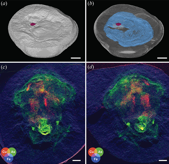 Scientists Baffled After World Guinness 'Oldest' Octopus Turns Out To Not Be An Octopus At All Scientists Baffled After World Guinness 'Oldest' Octopus Turns Out To Not Be An Octopus At All
