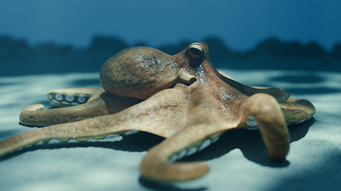 Scientists Baffled After World Guinness 'Oldest' Octopus Turns Out To Not Be An Octopus At All Scientists Baffled After World Guinness 'Oldest' Octopus Turns Out To Not Be An Octopus At All