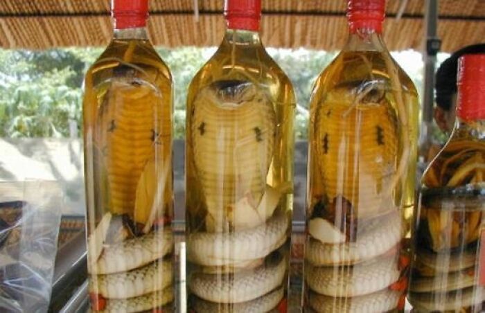 Bottles containing preserved snakes and scorpions, representing unusual TSA confiscated items.