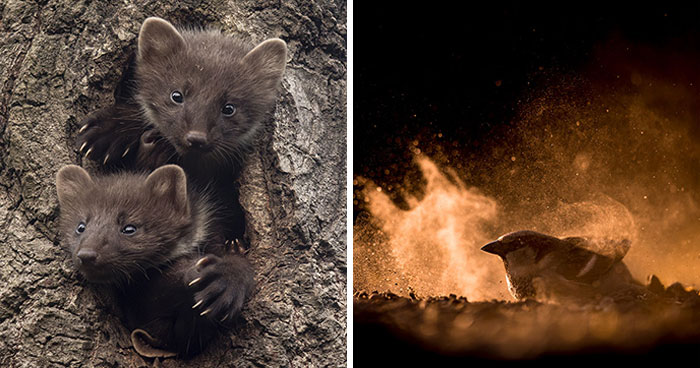 30 Breathtaking Wildlife Photos Captured By Michel d’Oultremont