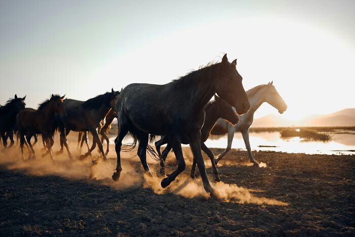 Wild horses running at sunset near water, creating dust. A gentle reset button for your day. Satisfying pictures.