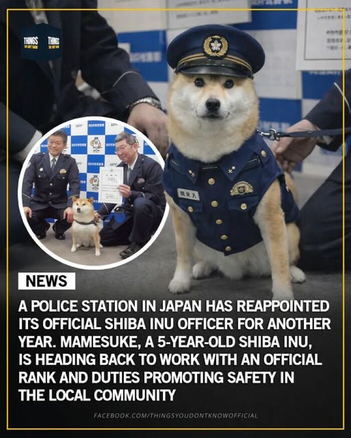 Shiba Inu police officer in uniform at a Japanese police station promoting community safety and local duties.