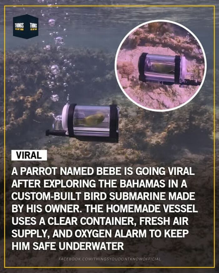 Parrot exploring underwater in a custom-built bird submarine showing great, sad, and weird world facts.