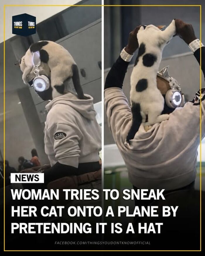 Woman tries to sneak her cat onto a plane by pretending it is a hat, showing strange and weird things happening today.