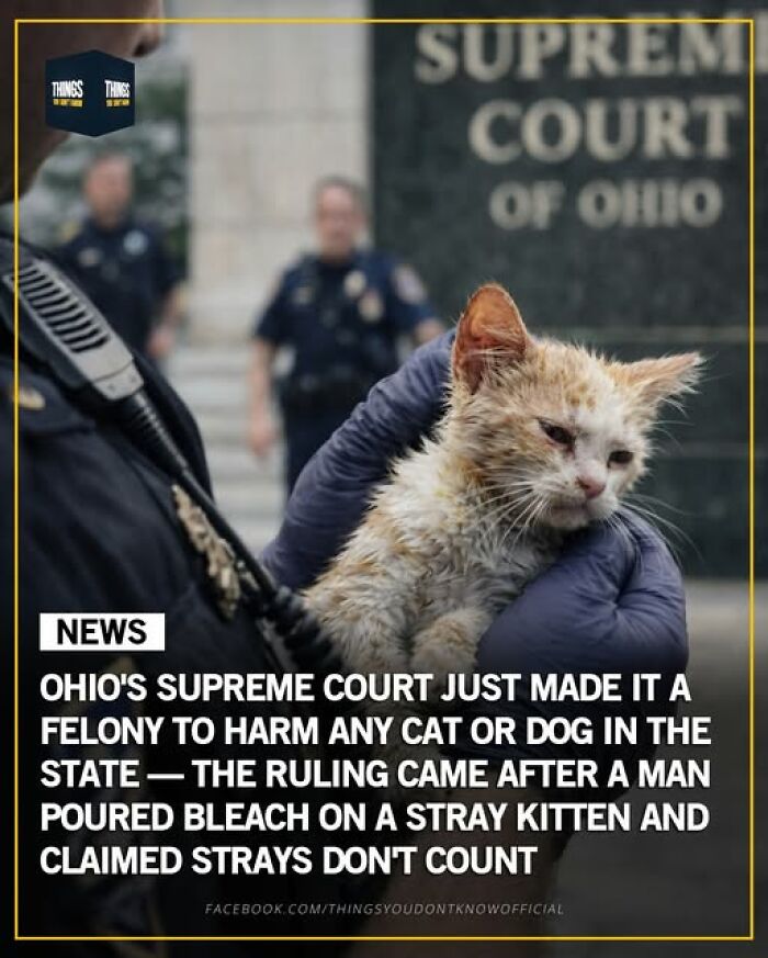 Police officer holding a dirty stray kitten in front of Ohio Supreme Court, highlighting animal protection facts and stories.