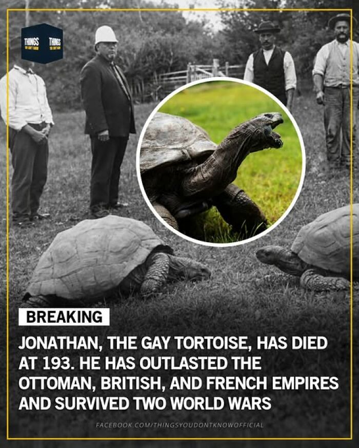 Alt text: Historic tortoise Jonathan’s remarkable life highlights great and weird facts about the world’s longest-living animals.
