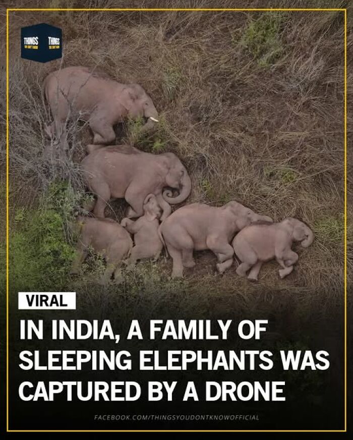 Aerial view of a family of sleeping elephants in India captured by a drone showing great and weird facts of our world.
