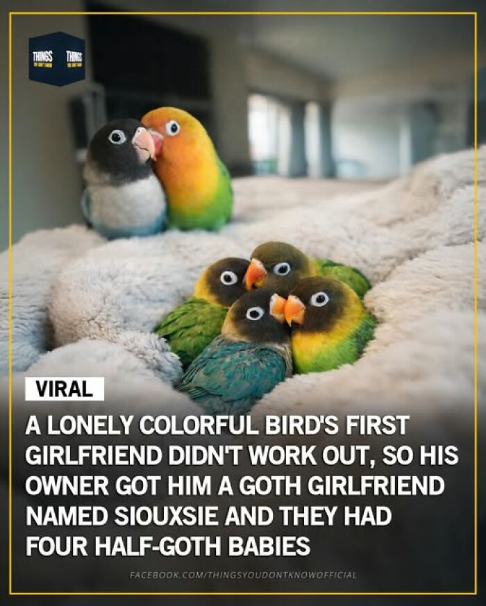 Colorful bird family with a goth girlfriend and four half-goth babies, showing great and weird things in our world.