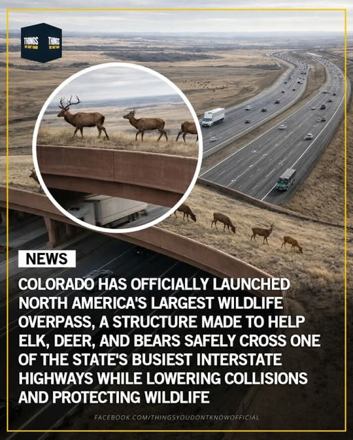 Wildlife overpass in Colorado helps elk and deer safely cross busy interstate, reducing collisions and protecting wildlife.