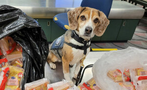 “Best Day At Work Ever”: US Customs K-9 Beagle Becomes Viral Sensation After Catching Passenger With 100 Sandwiches