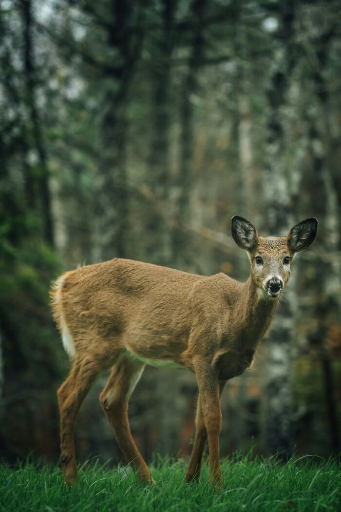 Deer standing in the forest, illustrating nature's intelligence in the most random ways with calm and alert posture.