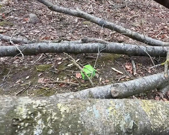 Caça aos ovos de Páscoa se transforma em pesadelo para jovem mãe, bebê e adolescente