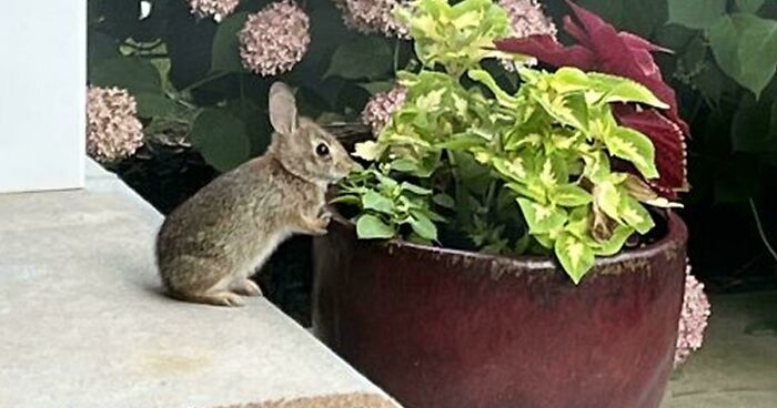 58 Wild And Wholesome Animal Encounters That Took People By Surprise