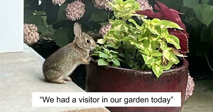 58 Wild And Wholesome Animal Encounters That Took People By Surprise