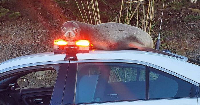 58 Wild And Wholesome Animal Encounters That Took People By Surprise