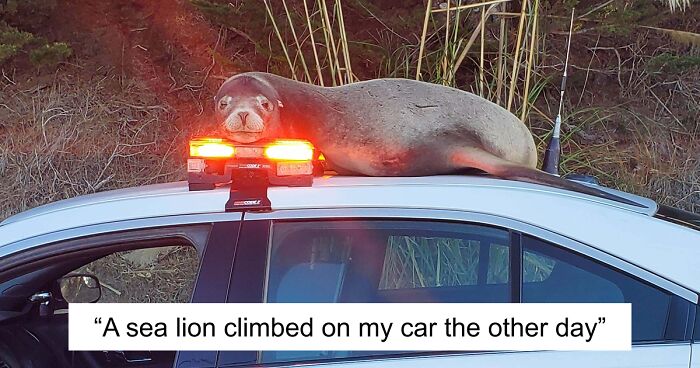 58 Wild And Wholesome Animal Encounters That Took People By Surprise