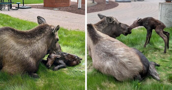 58 Wild And Wholesome Animal Encounters That Took People By Surprise