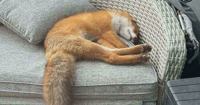 58 Wild And Wholesome Animal Encounters That Took People By Surprise