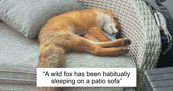 58 Wild And Wholesome Animal Encounters That Took People By Surprise