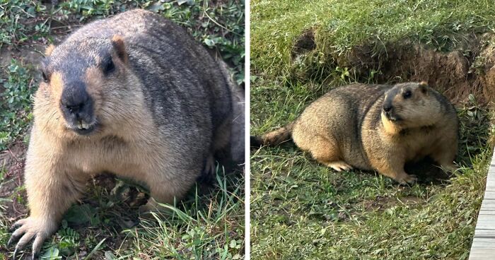 58 Wild And Wholesome Animal Encounters That Took People By Surprise