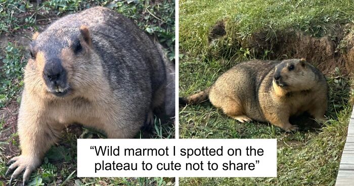 58 Wild And Wholesome Animal Encounters That Took People By Surprise