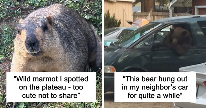 58 Wild And Wholesome Animal Encounters That Took People By Surprise