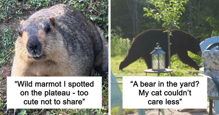 58 Wild And Wholesome Animal Encounters That Took People By Surprise