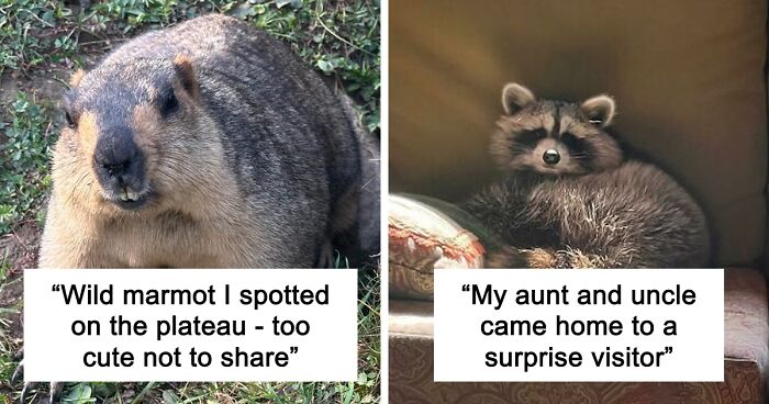 58 Wild And Wholesome Animal Encounters That Took People By Surprise