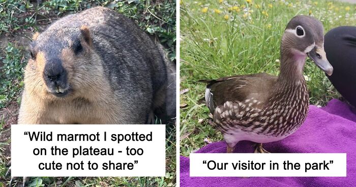 58 Wild And Wholesome Animal Encounters That Took People By Surprise