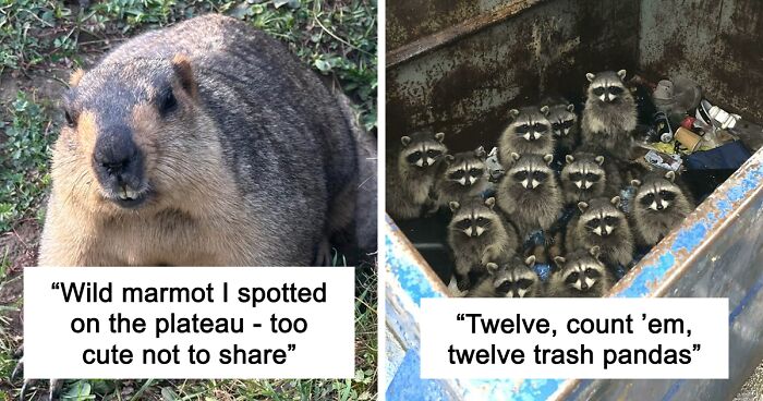 58 Wild And Wholesome Animal Encounters That Took People By Surprise