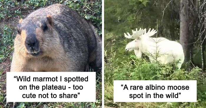 58 Wild And Wholesome Animal Encounters That Took People By Surprise