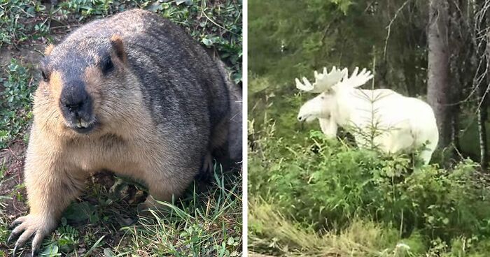 58 Wild And Wholesome Animal Encounters That Took People By Surprise