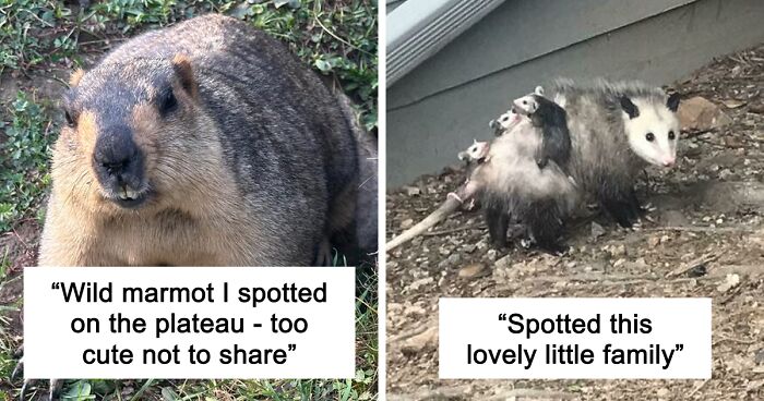 58 Wild And Wholesome Animal Encounters That Took People By Surprise