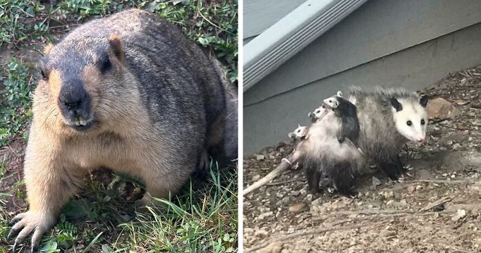 58 Wild And Wholesome Animal Encounters That Took People By Surprise