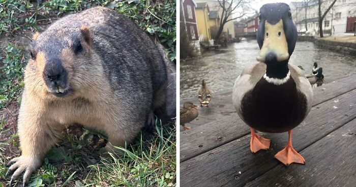 58 Wild And Wholesome Animal Encounters That Took People By Surprise