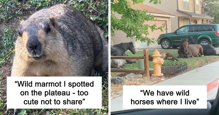 58 Wild And Wholesome Animal Encounters That Took People By Surprise